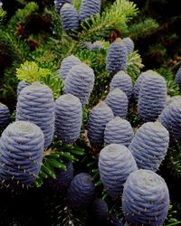 Close-up of cactus plants on field