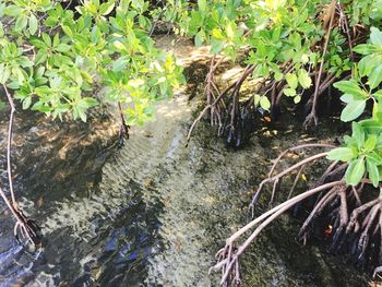 High angle view of plants growing in water