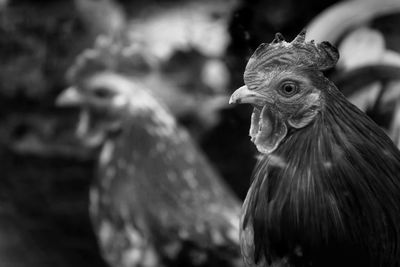 Close-up of a bird