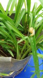 Close-up of green potted plant