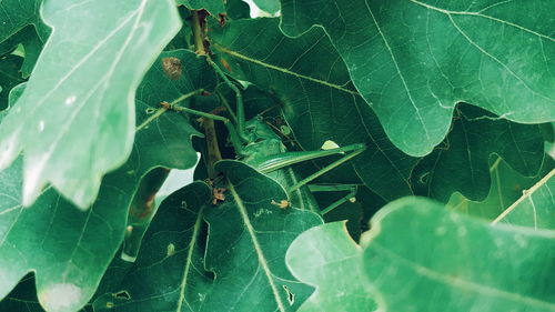 High angle view of leaves