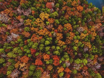 High angle view of flowering plants