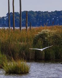 Trees on countryside landscape