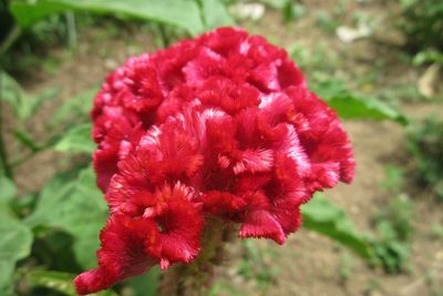 Close-up of red flower blooming outdoors