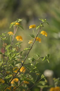 Close-up of yellow flowering plant