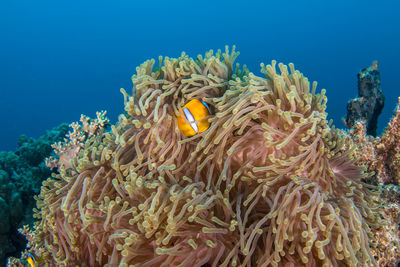 Close-up of fish swimming in sea