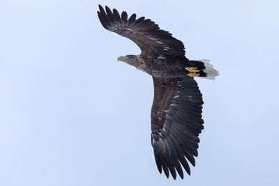 Low angle view of white-tailed eagle flying against clear sky