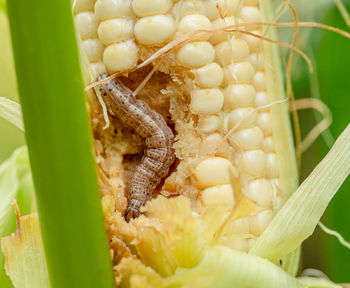 Close-up of insect on leaf