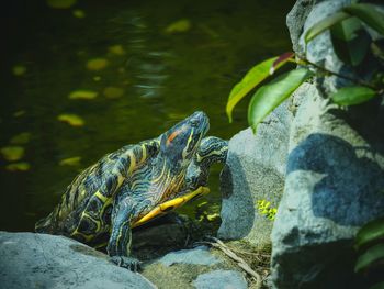Close-up of turtle on rock by water