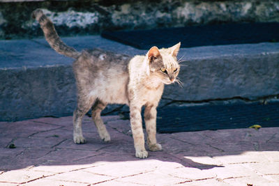 Cat standing on stone wall