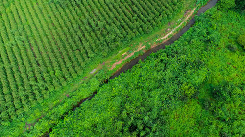 High angle view of agricultural field