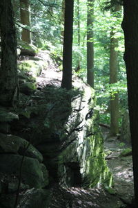 Trees growing in forest