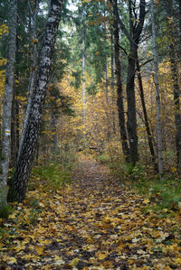 Trees in forest during autumn