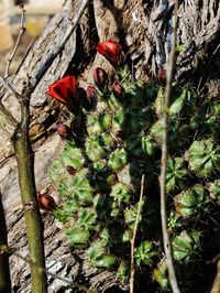 Plants growing on tree trunk