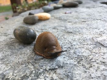 Close-up of snail on rock