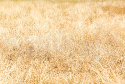 Full frame shot of field