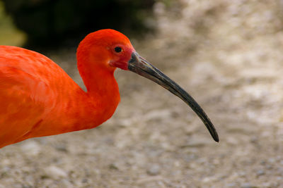 Close-up of a bird