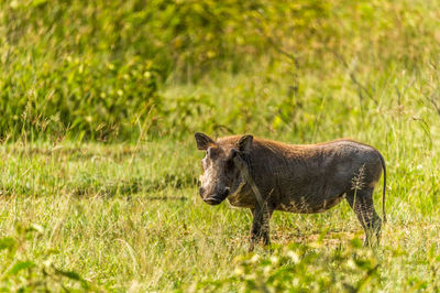 Warthog in grass