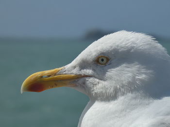 Close-up of seagull