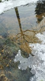 Trees in water