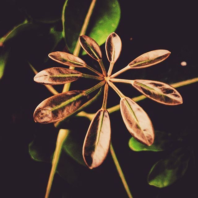 flower, growth, fragility, freshness, beauty in nature, close-up, petal, nature, leaf, plant, flower head, night, stem, black background, single flower, studio shot, bud, botany, focus on foreground, no people