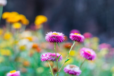 Close-up of pink flowering plants