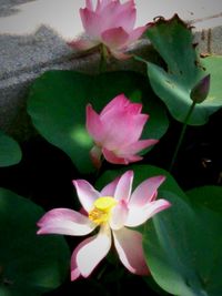 Close-up of pink flowers