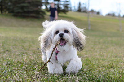 Portrait of white dog