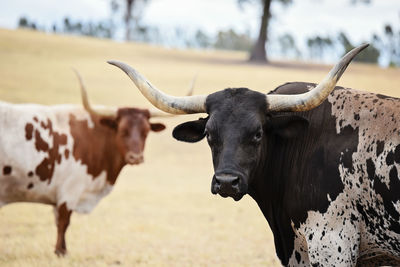 Side view of horned cattle