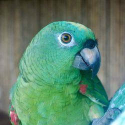 Close-up of parrot perching on leaf