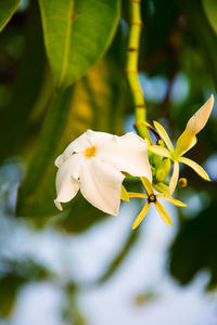 Close-up of white flowering plant