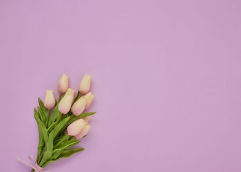 Close-up of pink tulip flower against white background
