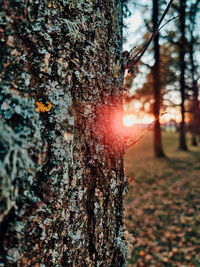 Close-up of tree trunk in forest