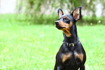 Close-up of a dog looking away