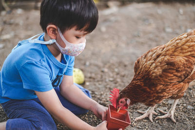 Cute boy wearing mask feeding hen