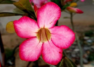 Close-up of pink day lily blooming outdoors