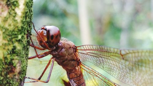 Close-up of insect on leaf