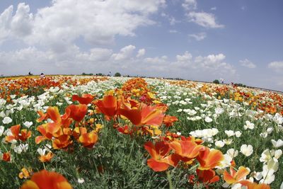 Close-up of flowering plants on field against sky