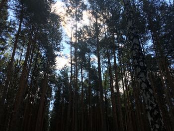 Low angle view of bamboo trees in forest