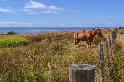 Horse in a field