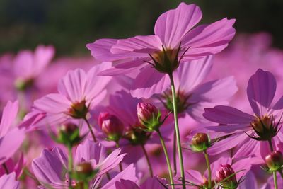 Close-up of purple flowering plants