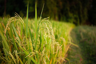 Macro view of raw rice or paddy crop field. organic agriculture for rice in india.