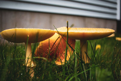 Close-up of mushroom growing on field