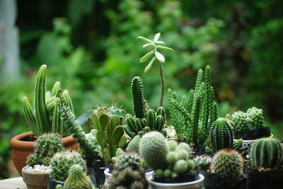 Close-up of succulent plant