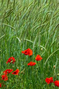 Close-up of red poppy flowers on field