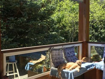 Man relaxing by window against trees