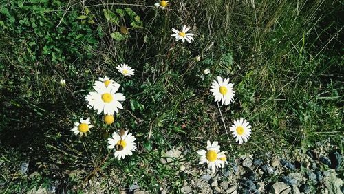 High angle view of flowers blooming on field