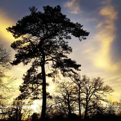 Low angle view of silhouette trees against sky