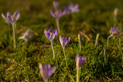 Close-up of purple crocus flowers on field