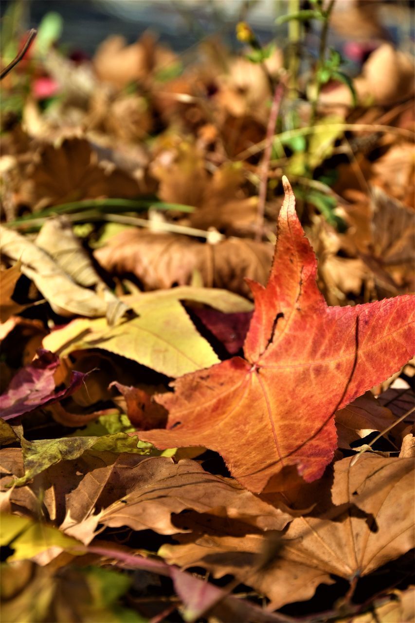 CLOSE-UP OF MAPLE LEAVES ON FIELD